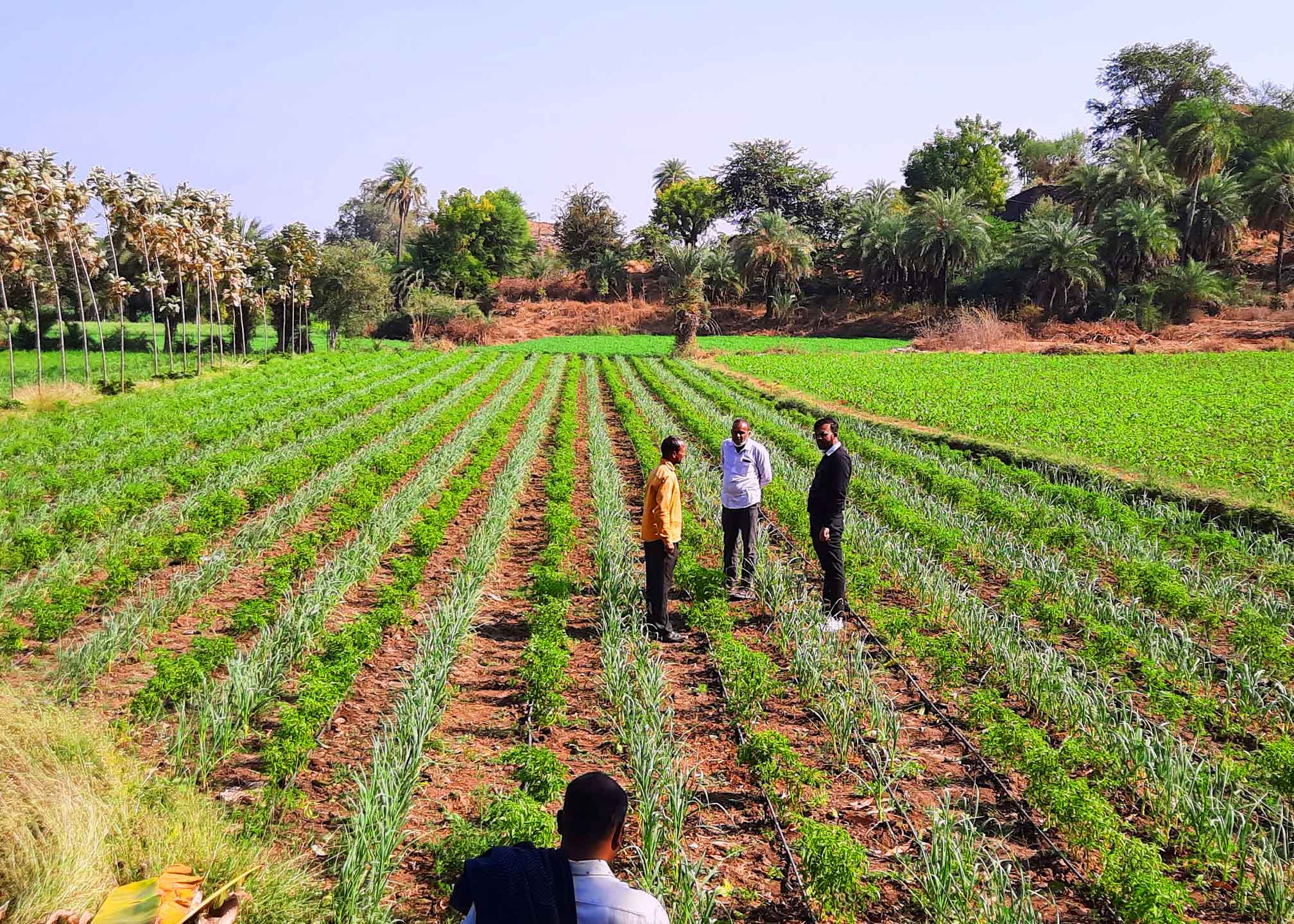 Impagro team on the field surrounded by fruit and vegetable crops